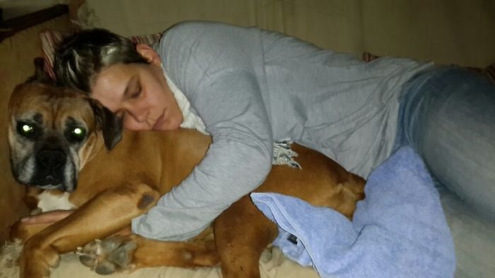 Levi, The Huggable Boxer.