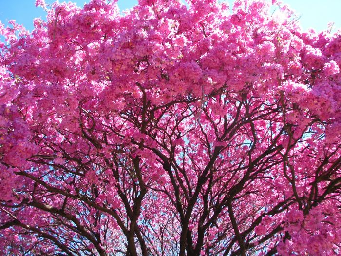 Lapacho Tree - Paraguay