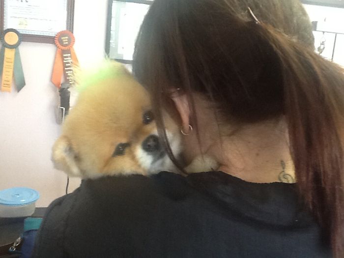 Client Doggie Huggies