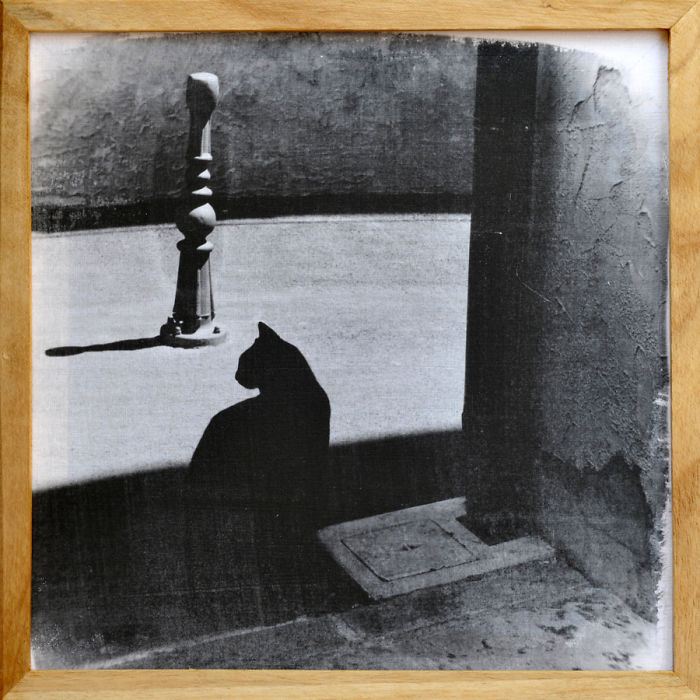 Cat In Town By Tina Umer (silver Gelatin Photograph On Canvas)