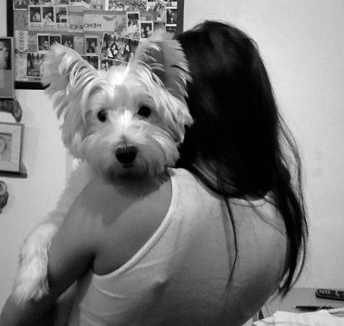 26 Dogs Hugging Their Humans