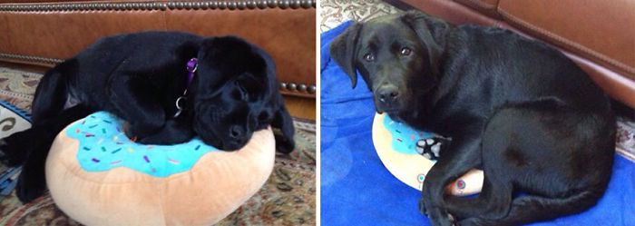 He Grew Out Of His Pillow