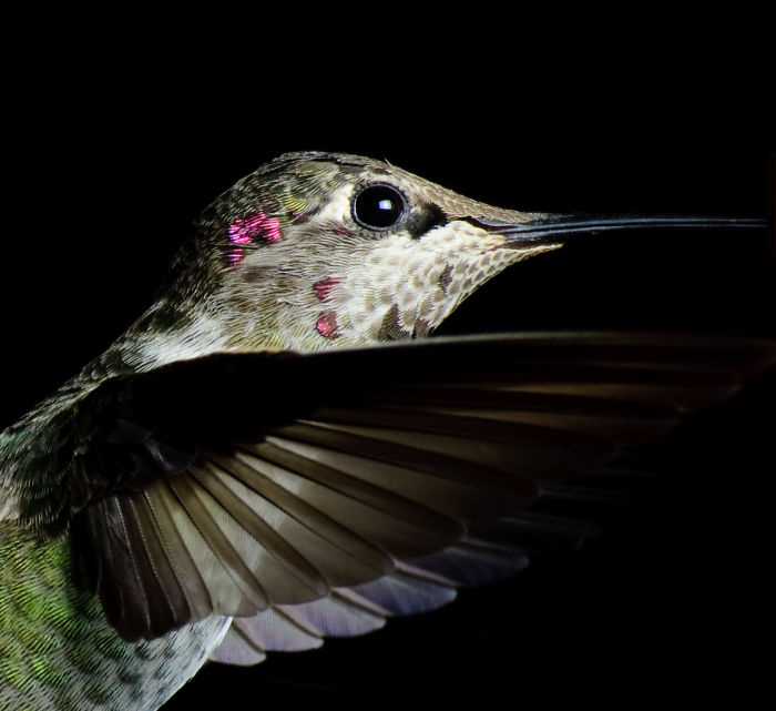 Anna's Hummingbird
