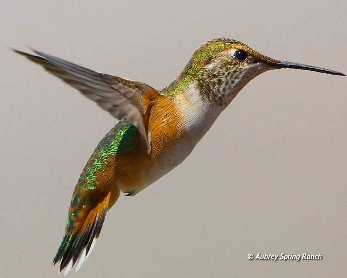 Rufous Hummingbird