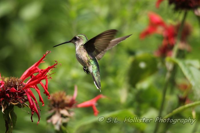 Female Ruby Throated Hummingbird