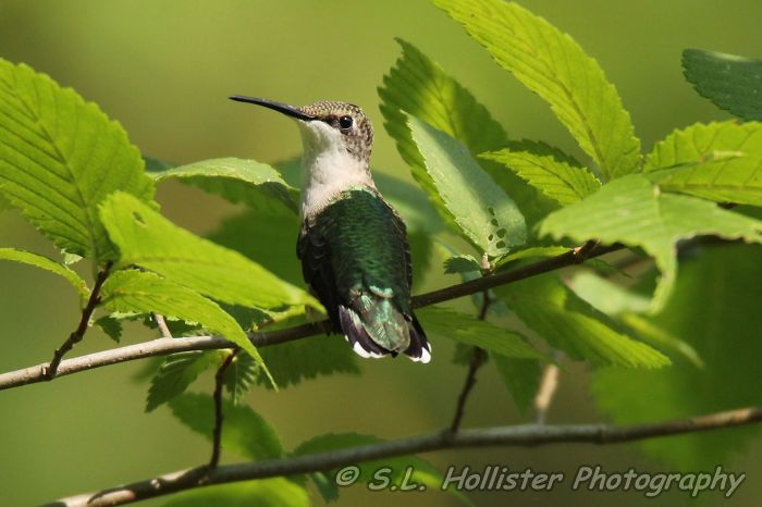 Female Ruby Throated Hummingbird Perched