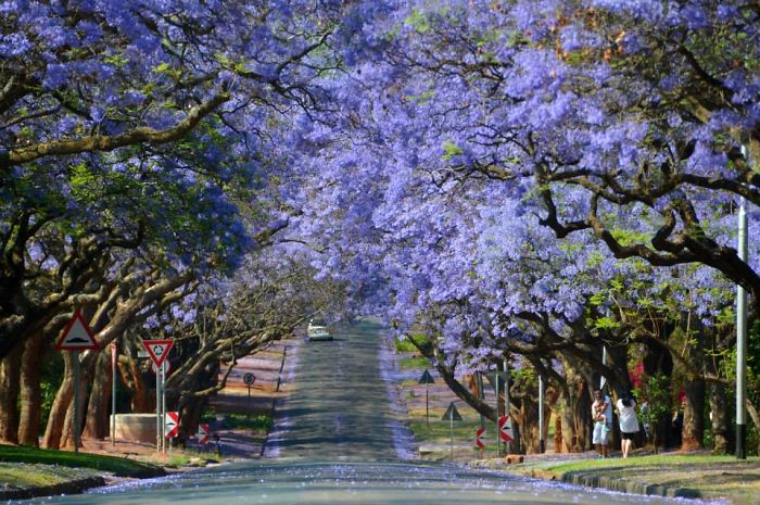 Jacaranda City (pretoria); South Africa