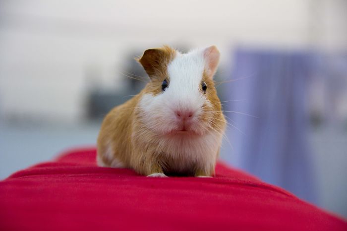 Cutie Pie On Red Carpet