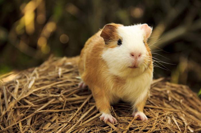 Smile Guineapig