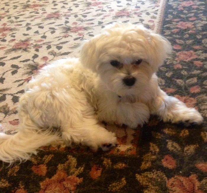 Maltese + Shih Tzu = Malshe