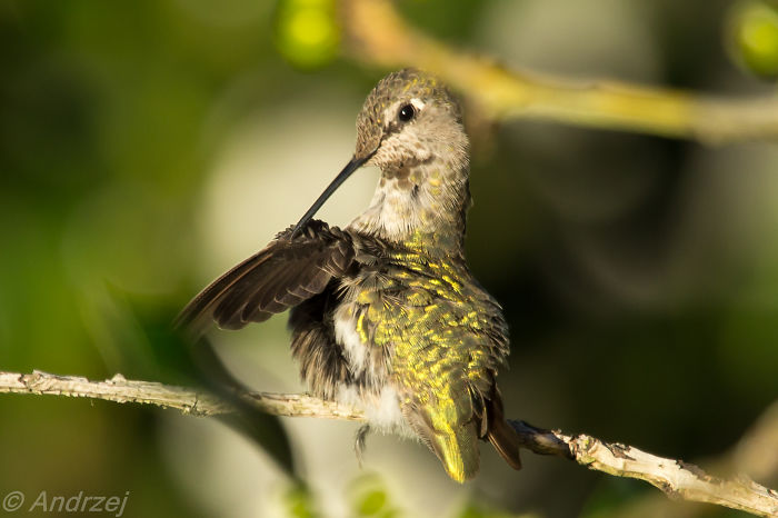 Anna's Hummingbird,north Vancouver Bc