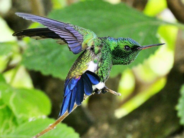 Steely-vented Hummingbird