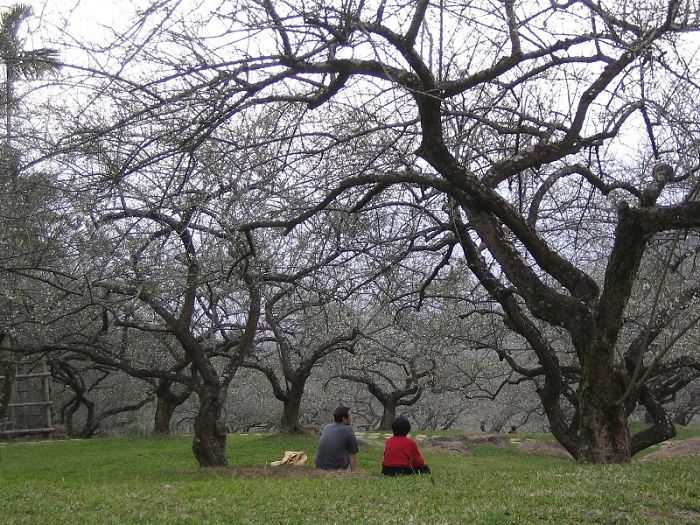 The Plum Garden In Taiwan (nan-tou)