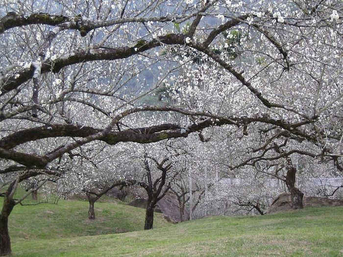 The Plum Garden In Taiwan (nan-tou)