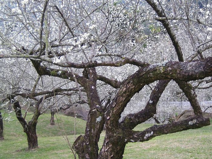 The Plum Garden In Taiwan (nan-tou)