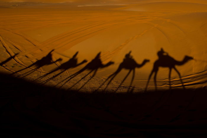 Camels