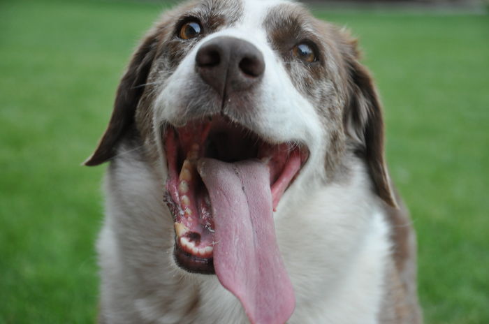 New Dog Loves To Play