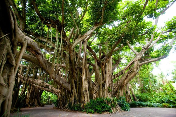 The Banyan Tree, Cypress Gardens, Fl