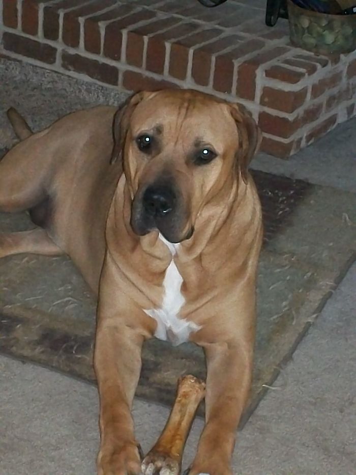 Mastibull. English Mastiff & American Bulldog