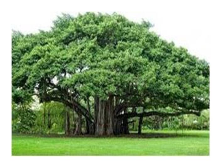 Thimmamma Marri Manu, Anantapur, Banyan Tree Spread Over 5 Acres