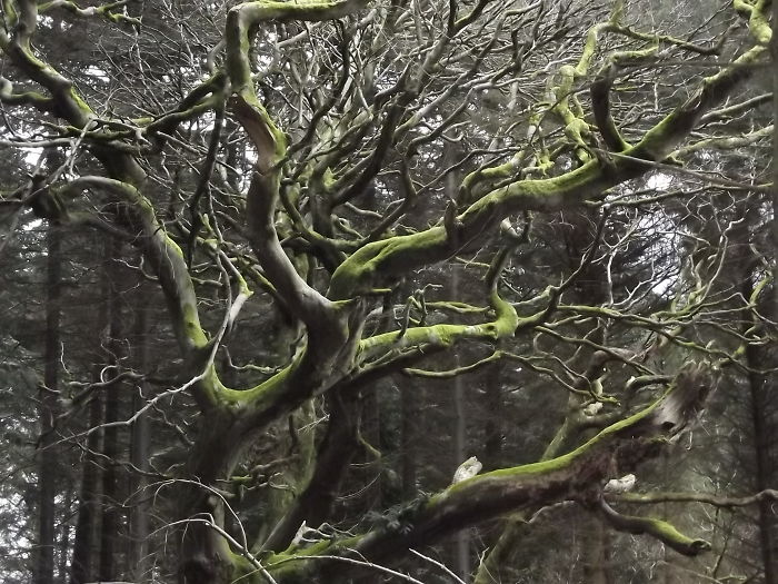 Hellfire Club Dublin