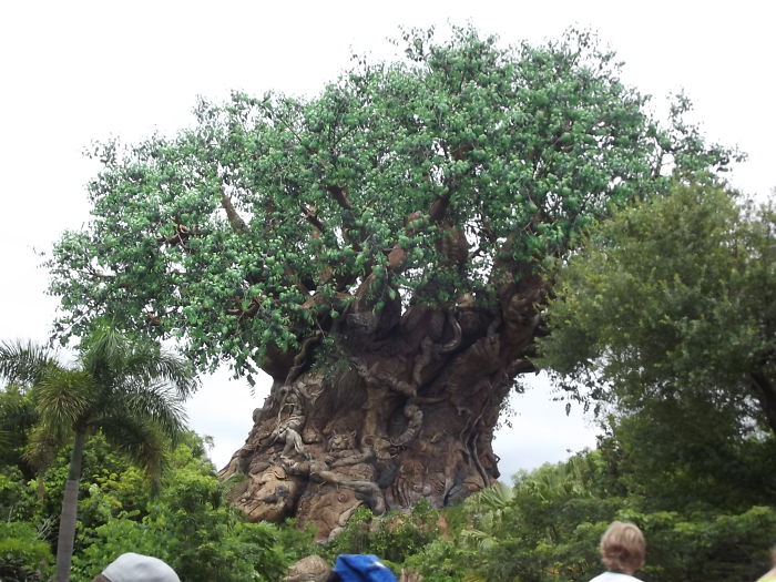 Animal Kingdom Tree Florida