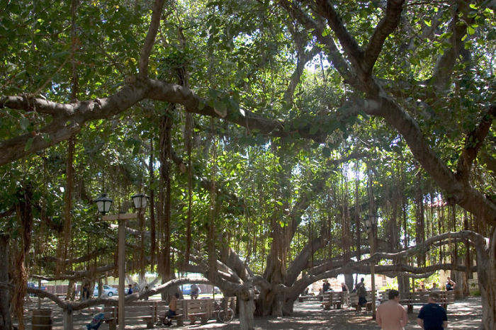 This Banyan Tree Was Planted In 1873 - Lahaina, Maui, Hawaii