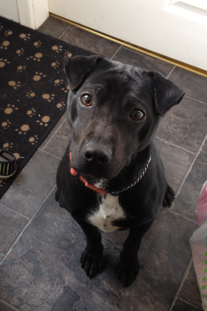 Io - Lab/spaniel X Shar Pei