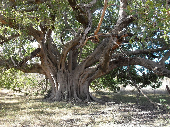 Near Bela-bela, South Africa