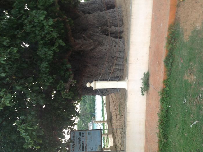 Baobab Tree In Mannar Sri Lanka Believe To Be More Than 600 Years Old