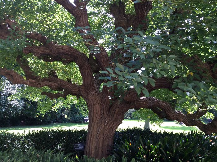 Melbourne Botanical Gardens