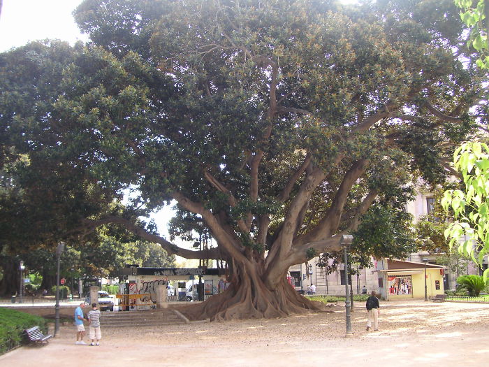 Unknow Tree In Valencia