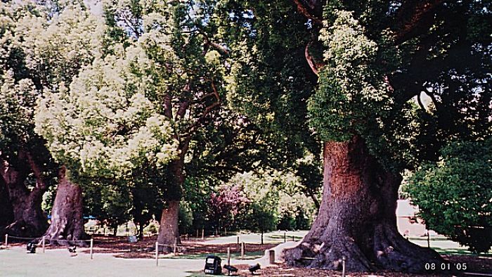 Camphor Trees On Vergelegen Estate, Somerset West, South Africa, Planted C. 1700