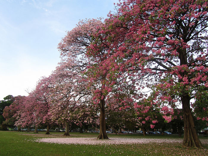 Poui Trees (pink), Trinidad