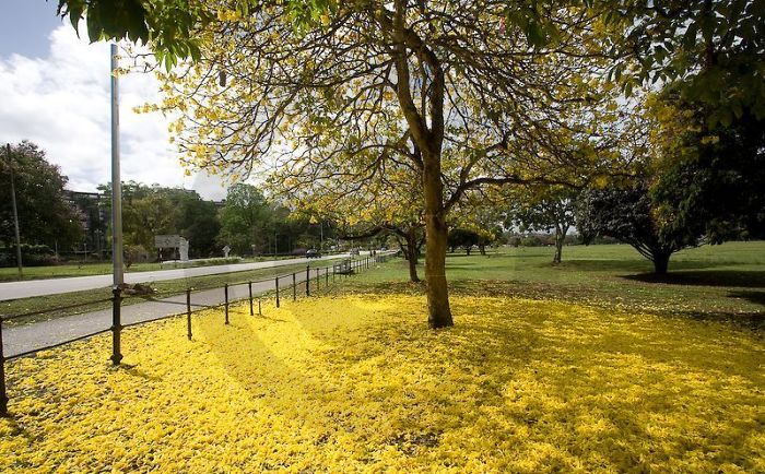 Yellow Poui Tree, Trinidad