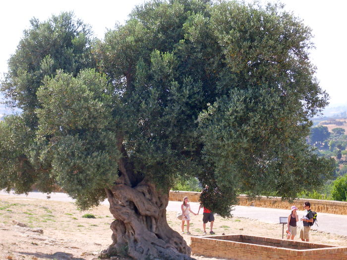 Old Olive Tree Valle Dei Templi Agrigento Sicily