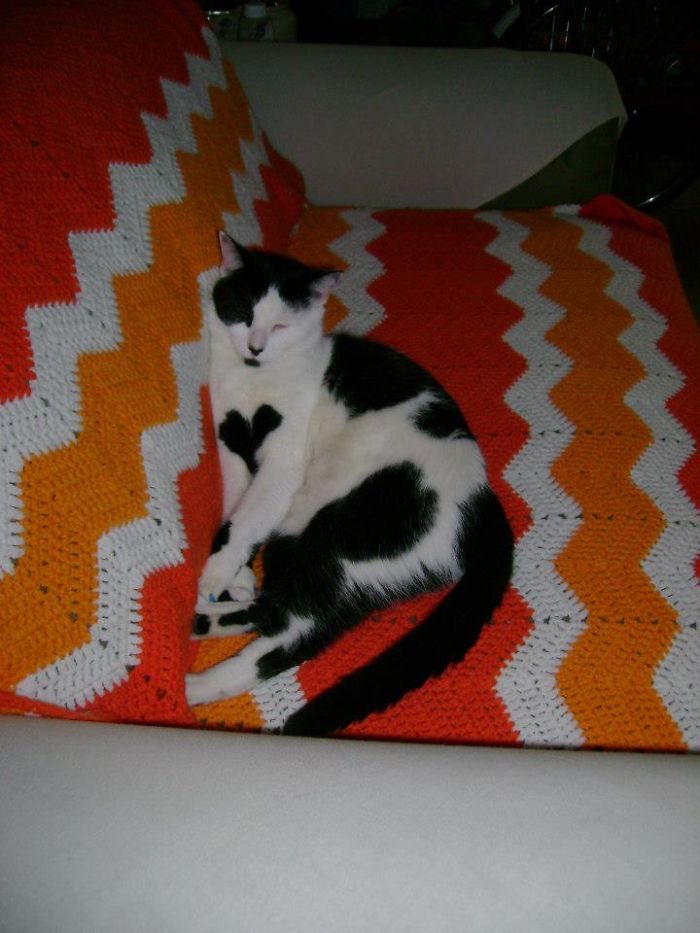 Apache Kitty Has A Black Heart On His Chest And A Sweet Little Chin Goatee