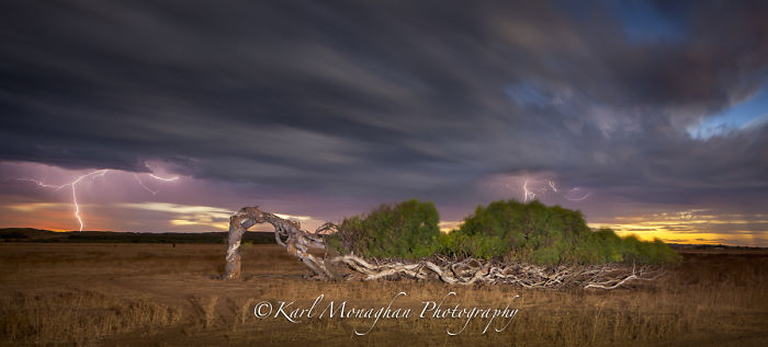 The Leaning Tree Greenough Western Australia
