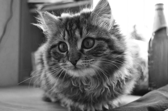 My Classy Kitty Lushia :)