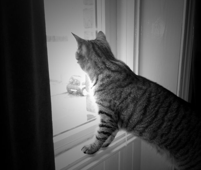 Window Cat