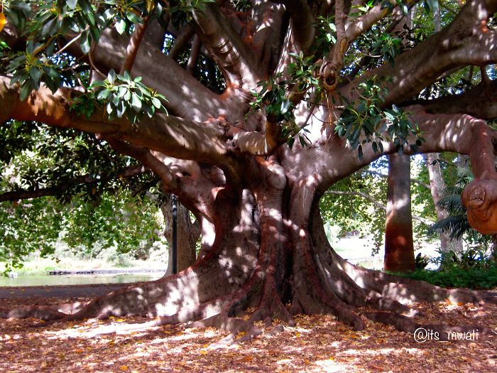 King's Park. Perth, Australia