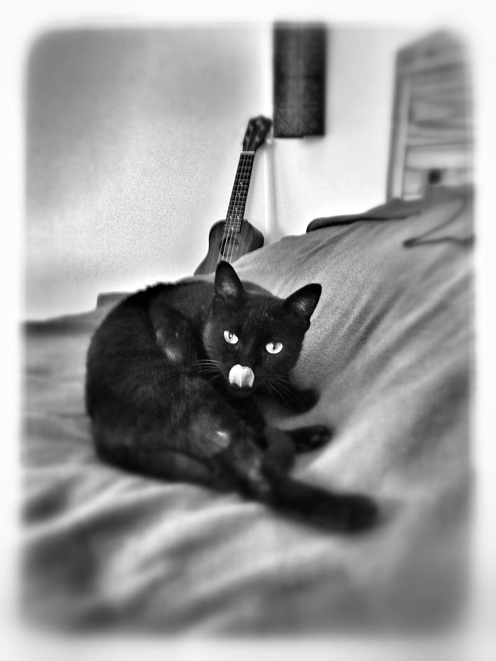 Manu Mahajan The Tropical Black Cat.