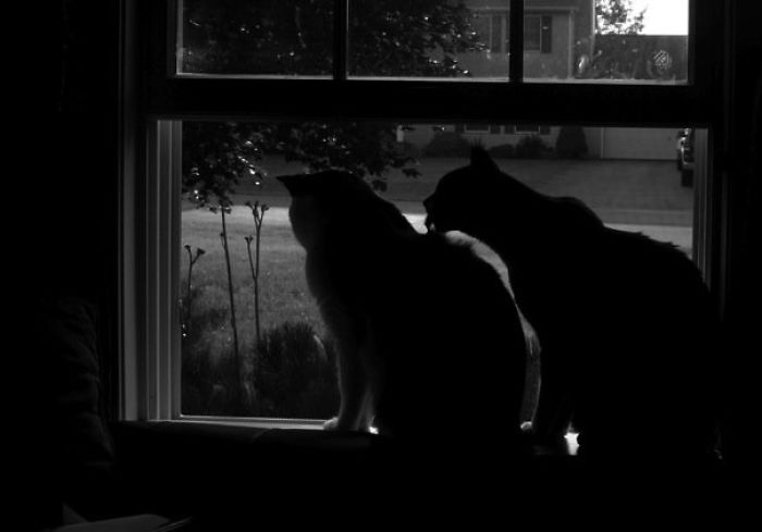 Brothers Frodo And Sam In The Window Of Light