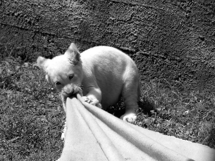 White Lion Cub