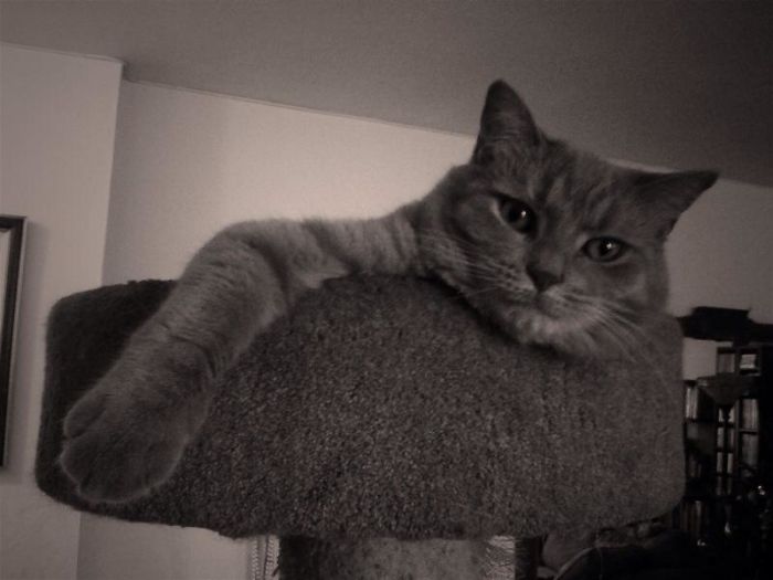 Oliver "lionheart" Arthur, Brooklyn Ny