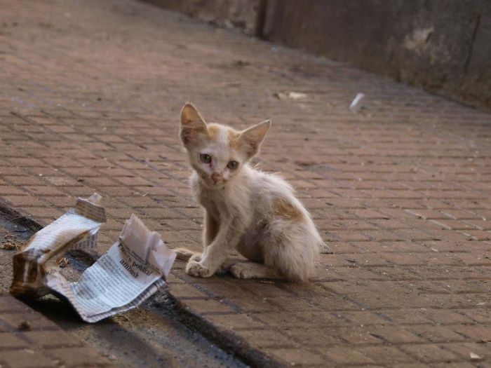 Homeless Kitten