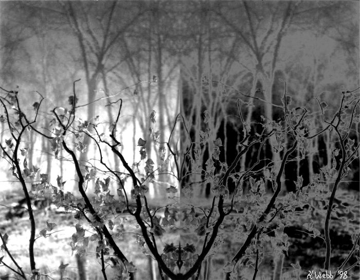 Reflections On Gans Creek. K. Webb