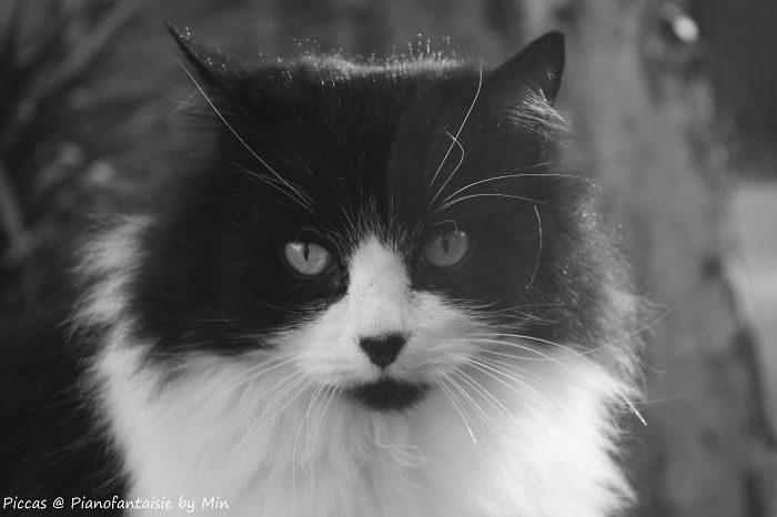 Aggie - She Is Actually Black And White!