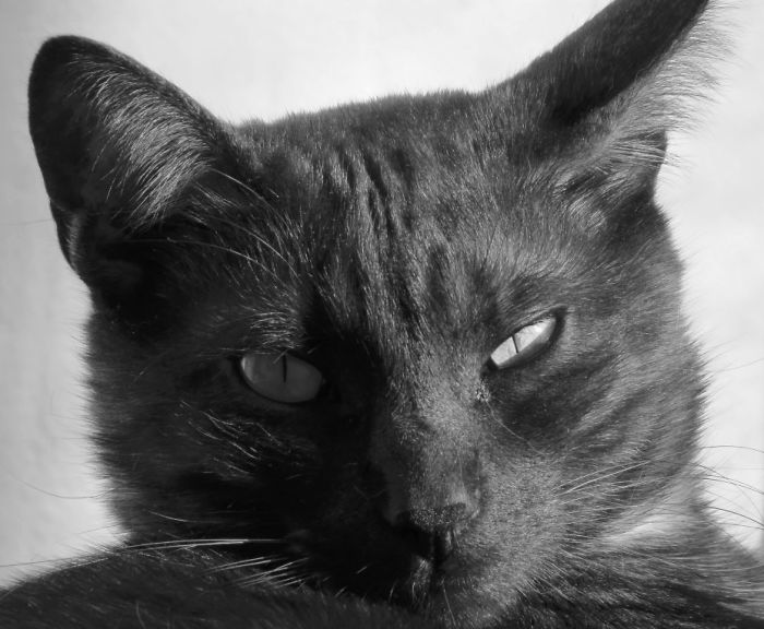 Runi: "human, Do Not Even Think About It..."