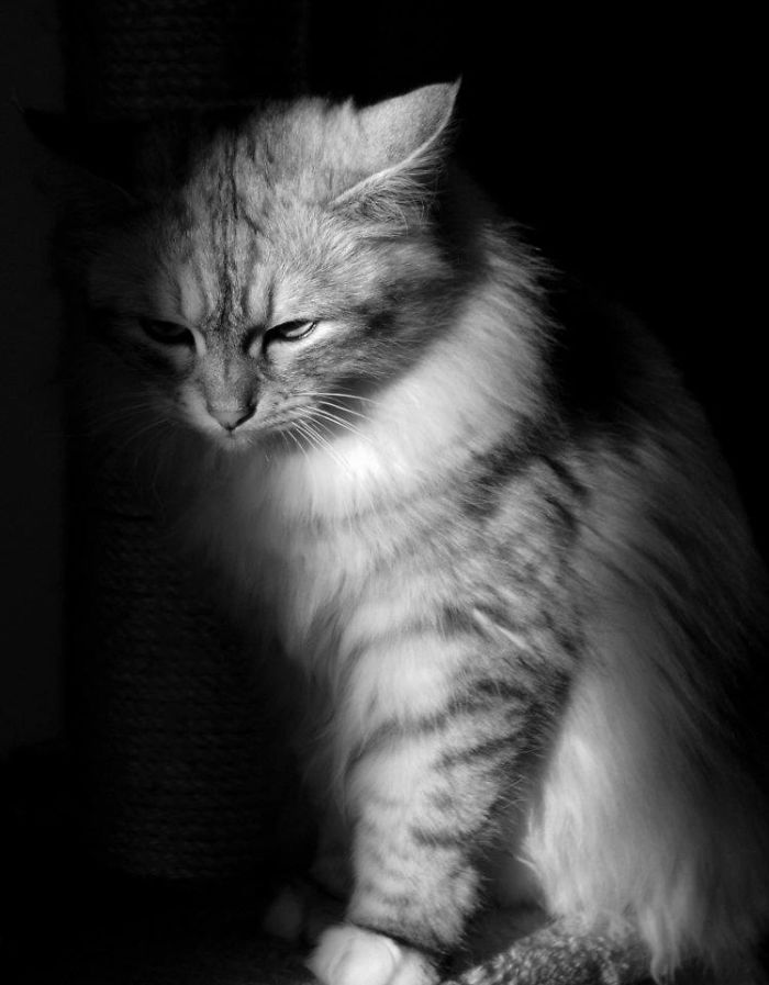 Misty (picture: Fedor Ikelaar)